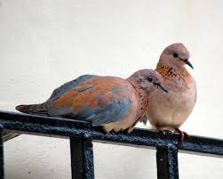 greylaughingdoves